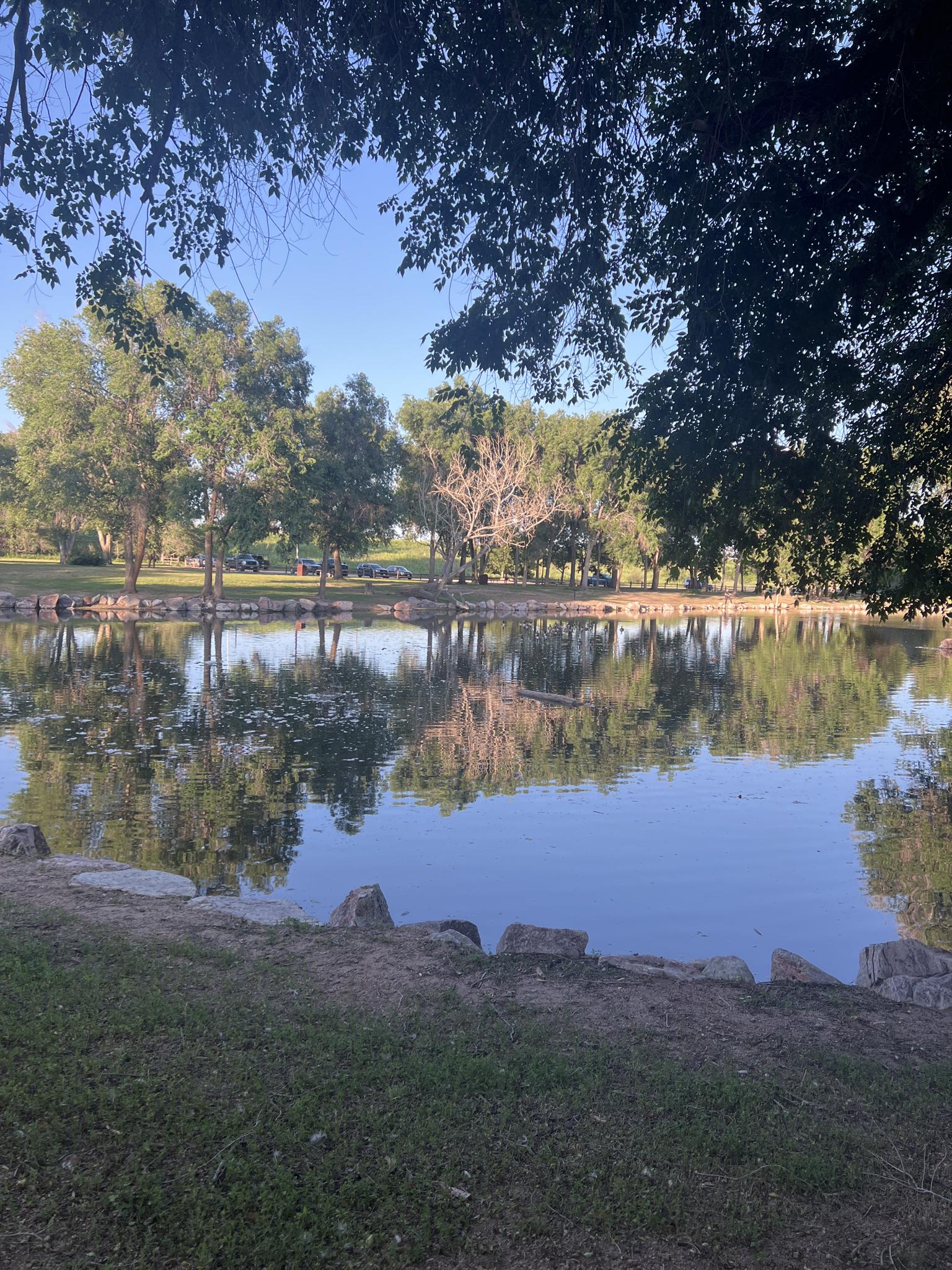 Sunny pond reflecting trees, with a grassy bank and rocks in the foreground.