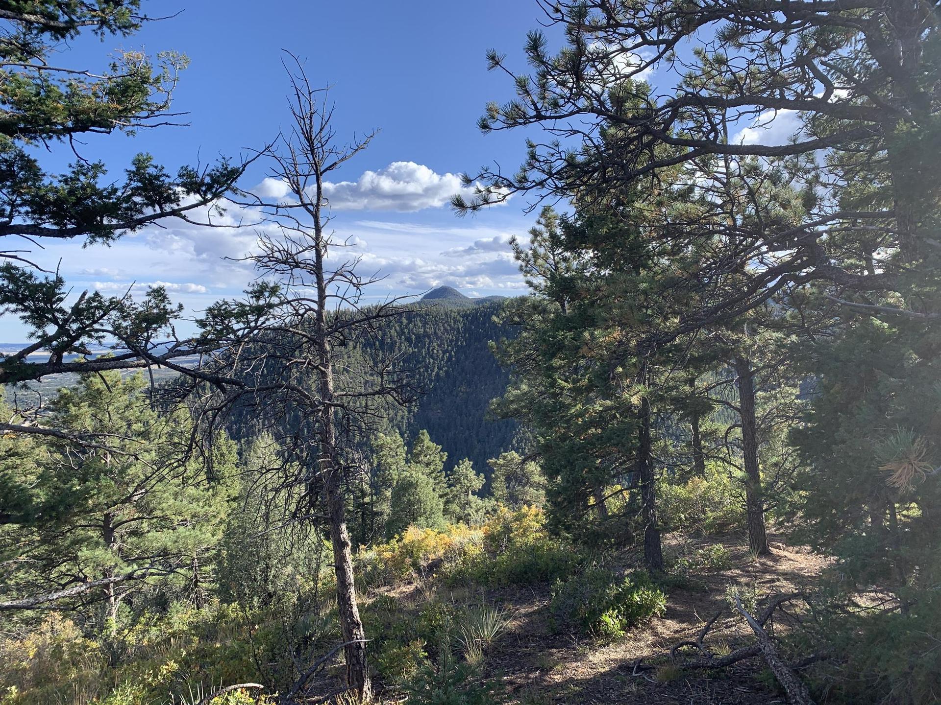 Sunny view of a forested mountain landscape with a deep valley below.