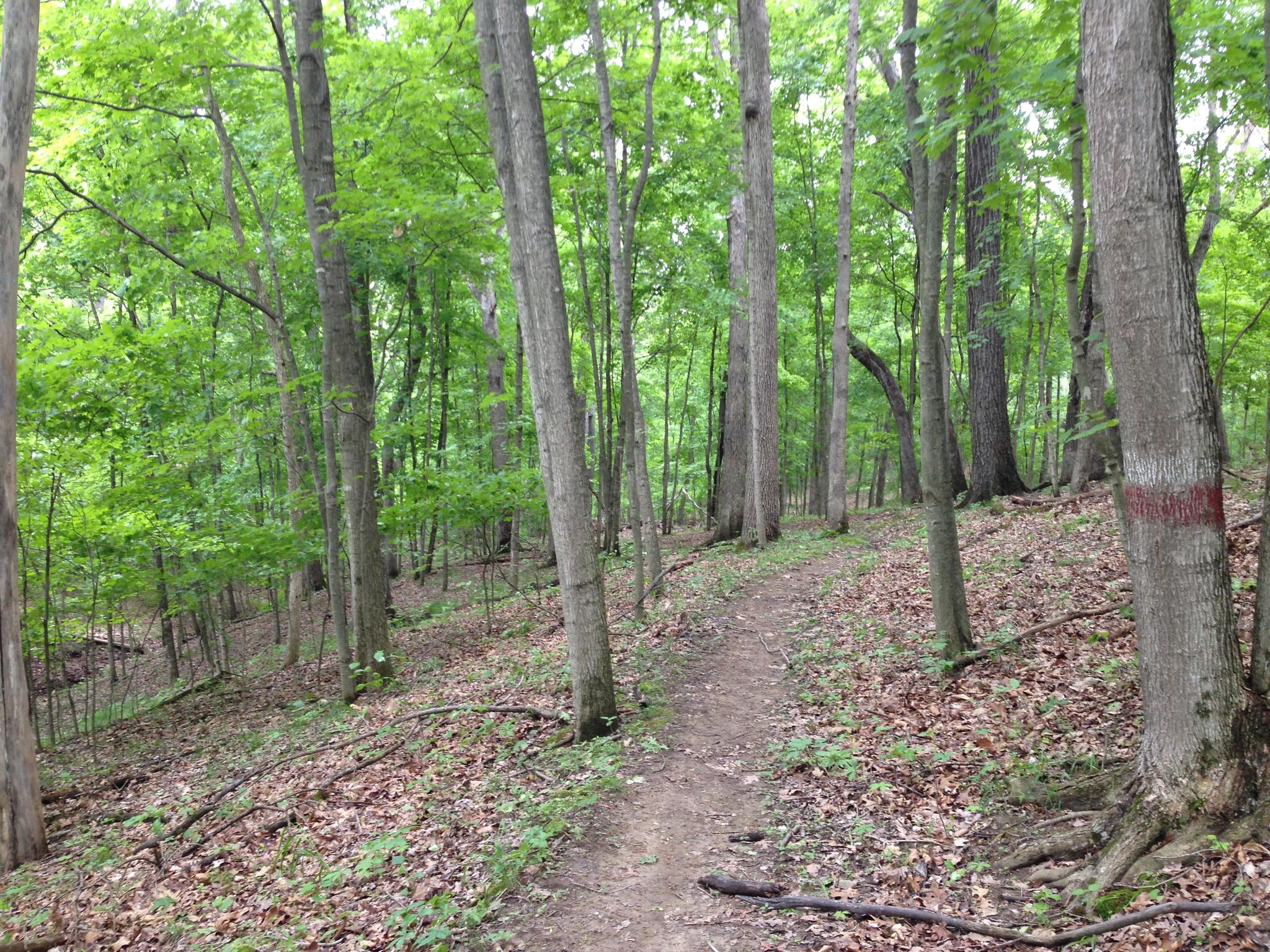 A narrow dirt path winds through a dense green forest with bright light.