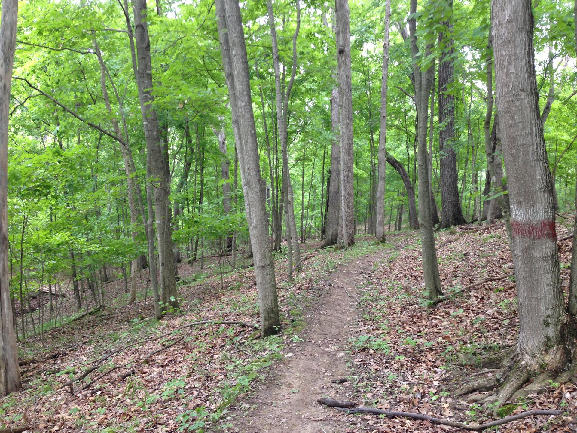 A narrow dirt path winds through a dense green forest with bright light.