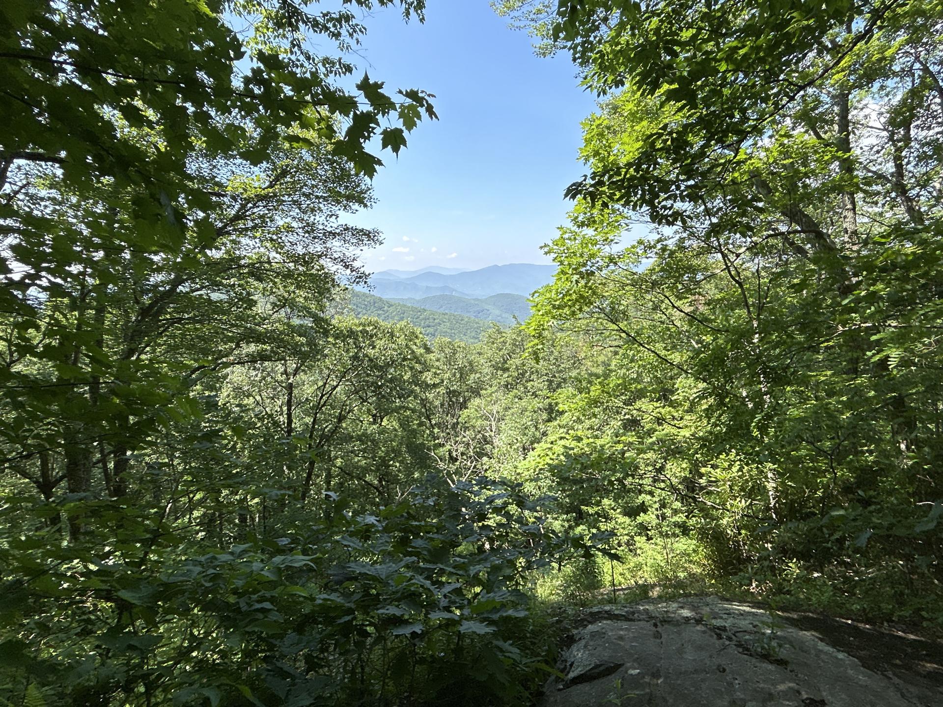 Distant mountains visible through a lush green forest canopy on a bright day.