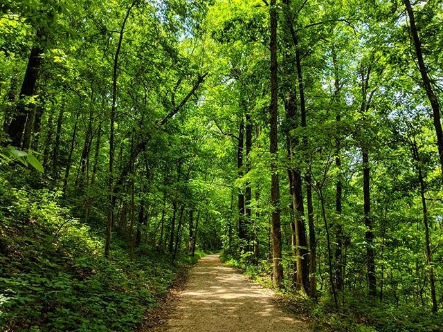 A sunlit dirt path winds through a dense, vibrant green forest.
