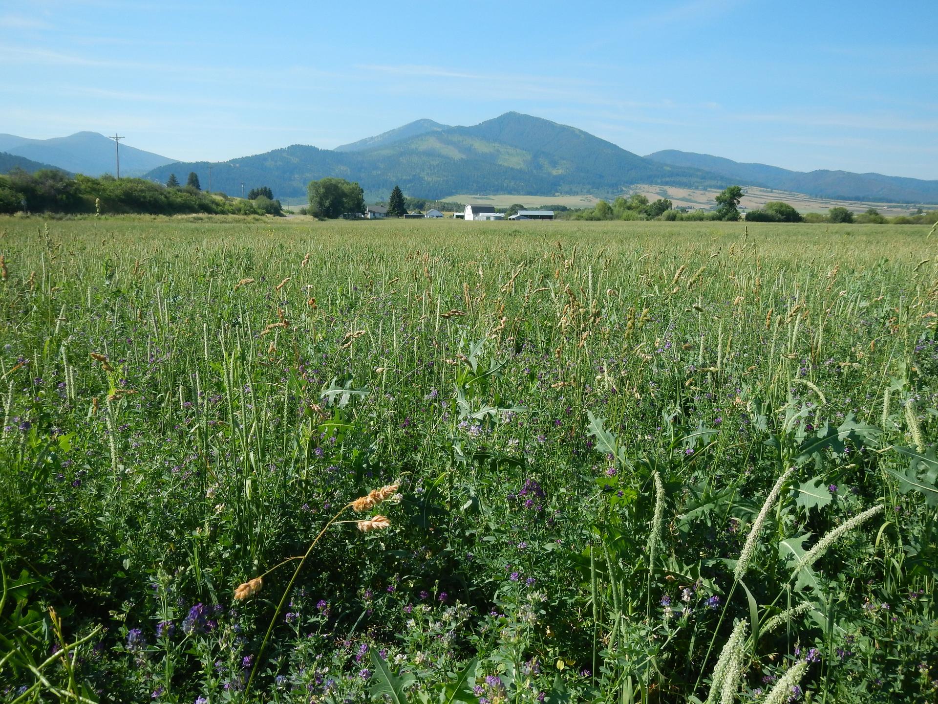 Vast green field with tall grass, distant mountains, and clear blue sky.