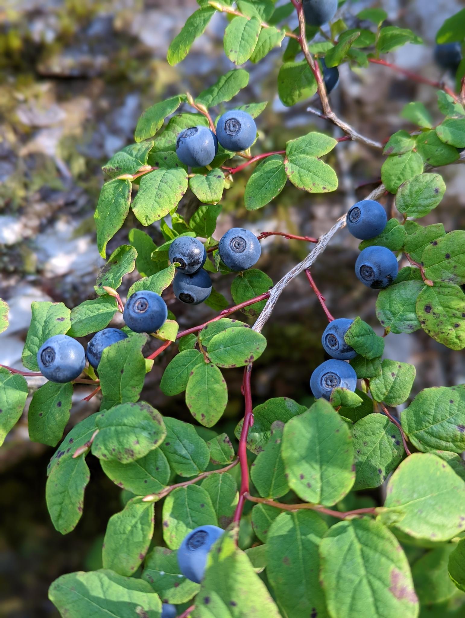 Clusters of ripe blue berries on a leafy green branch in bright light.