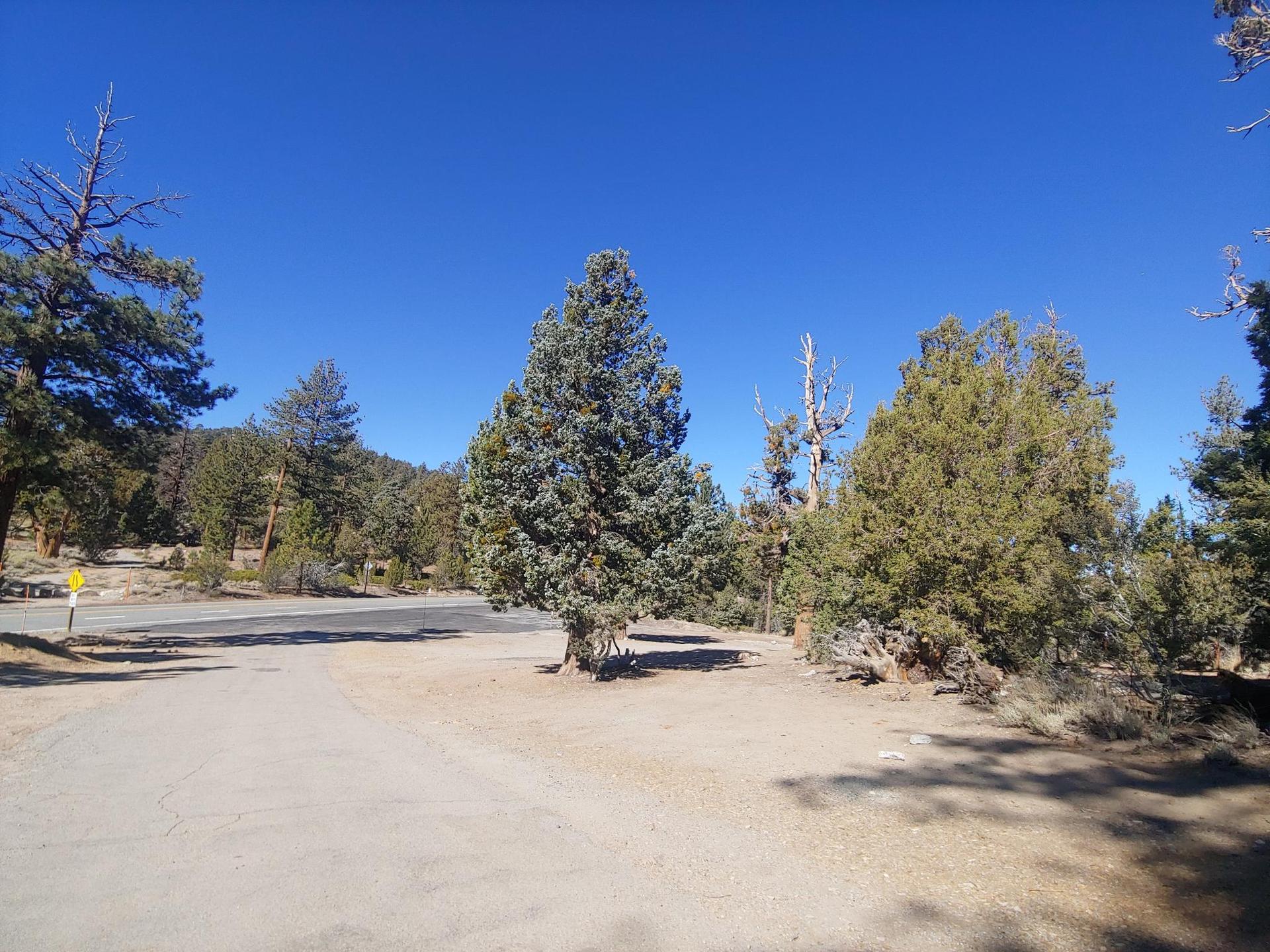 A sunny, empty dirt parking area surrounded by various pine trees.