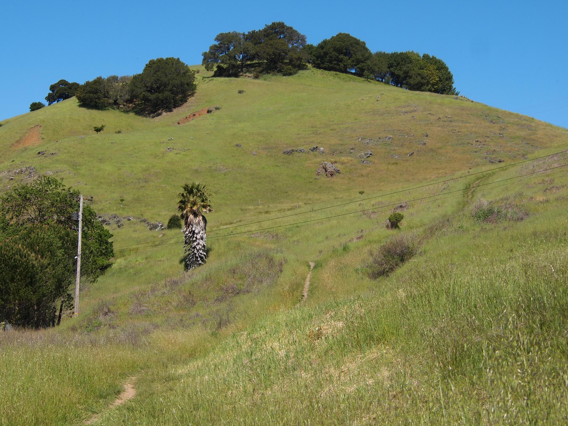 Sunny green hillside with a palm tree and scattered trees on top.
