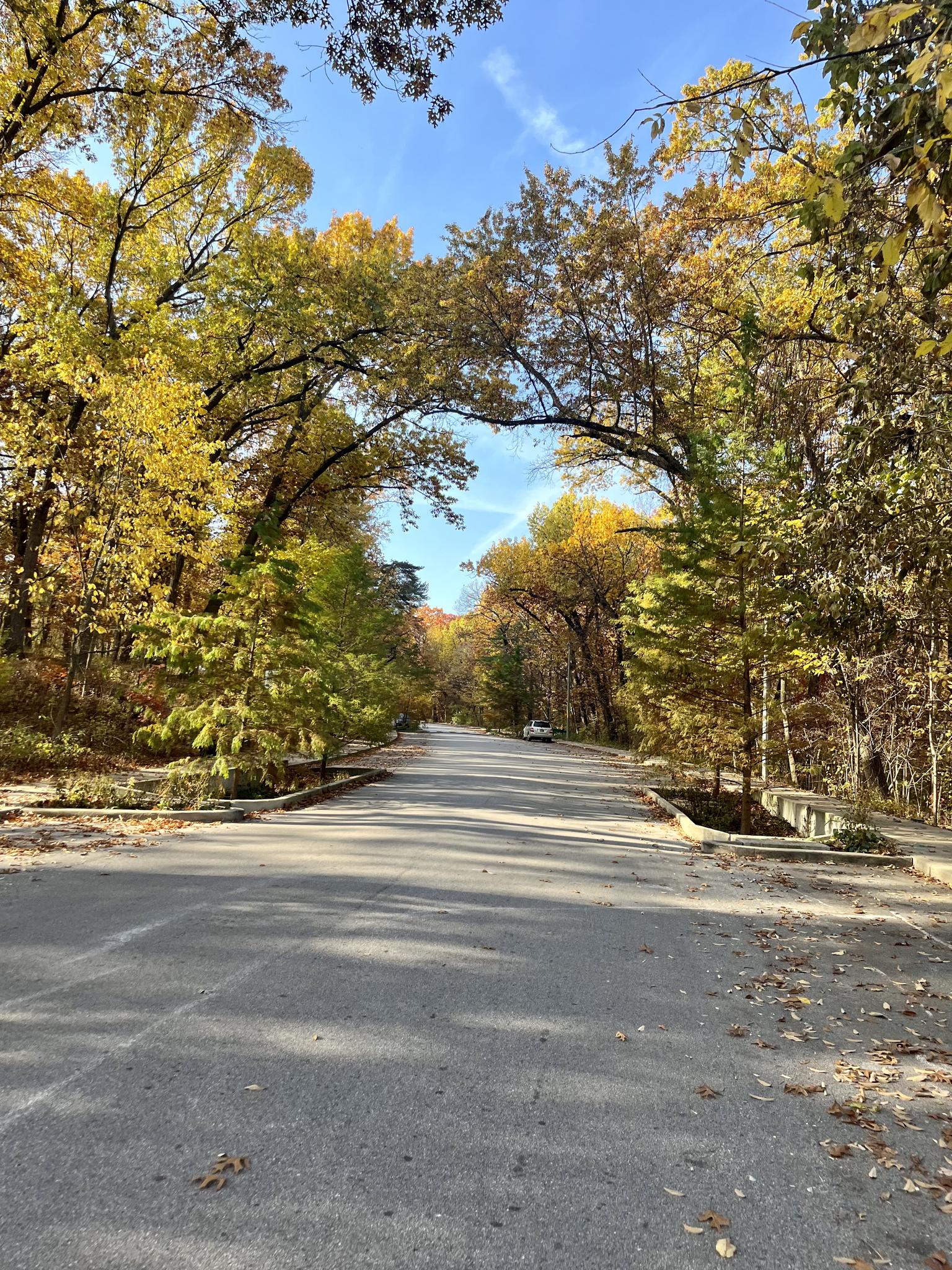 A road winds through vibrant autumn trees, dappled with sunlight.