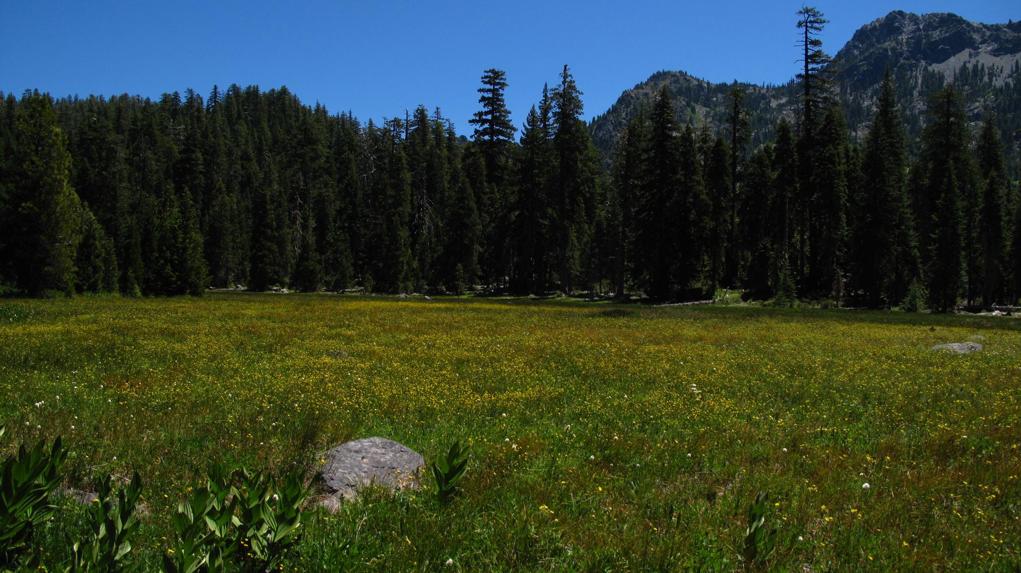 Sunny meadow with green grass and yellow wildflowers, backed by forest and mountains.