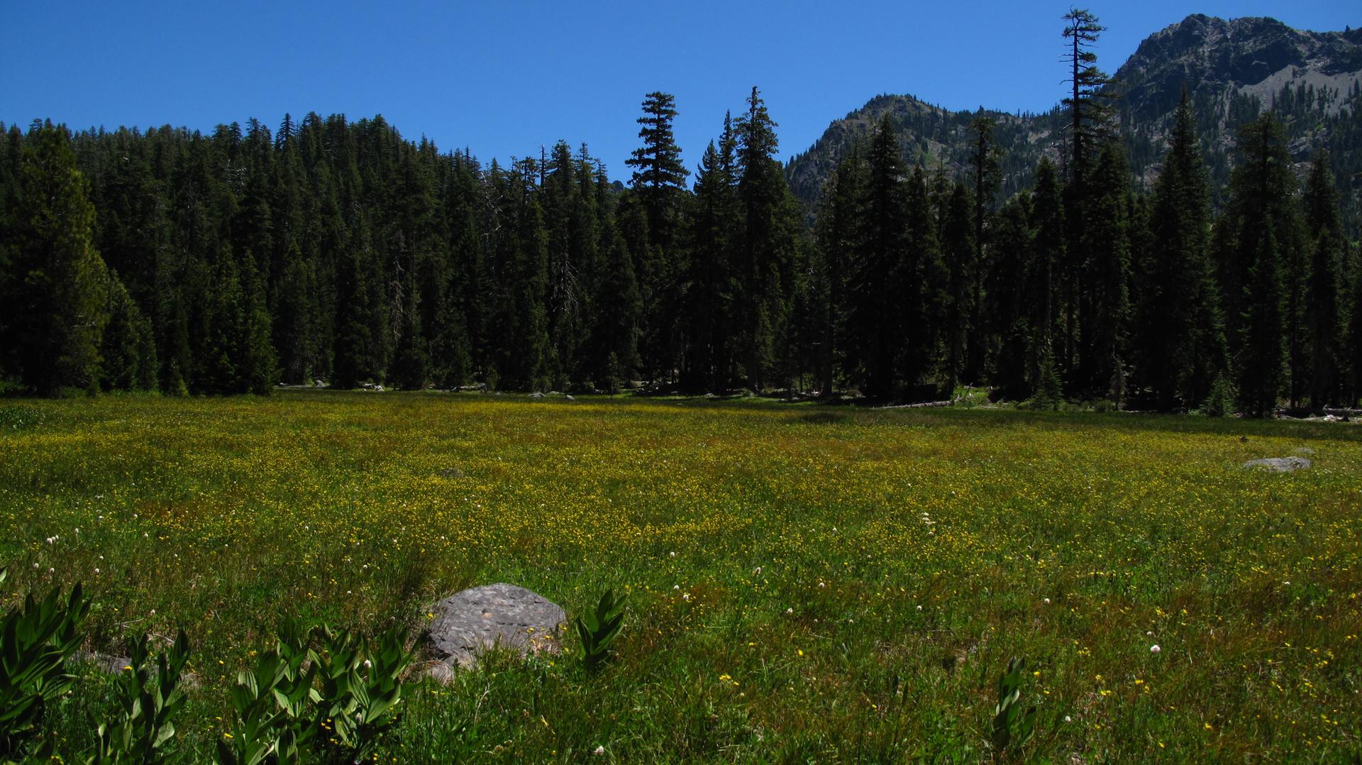 Sunny meadow with green grass and yellow wildflowers, backed by forest and mountains.