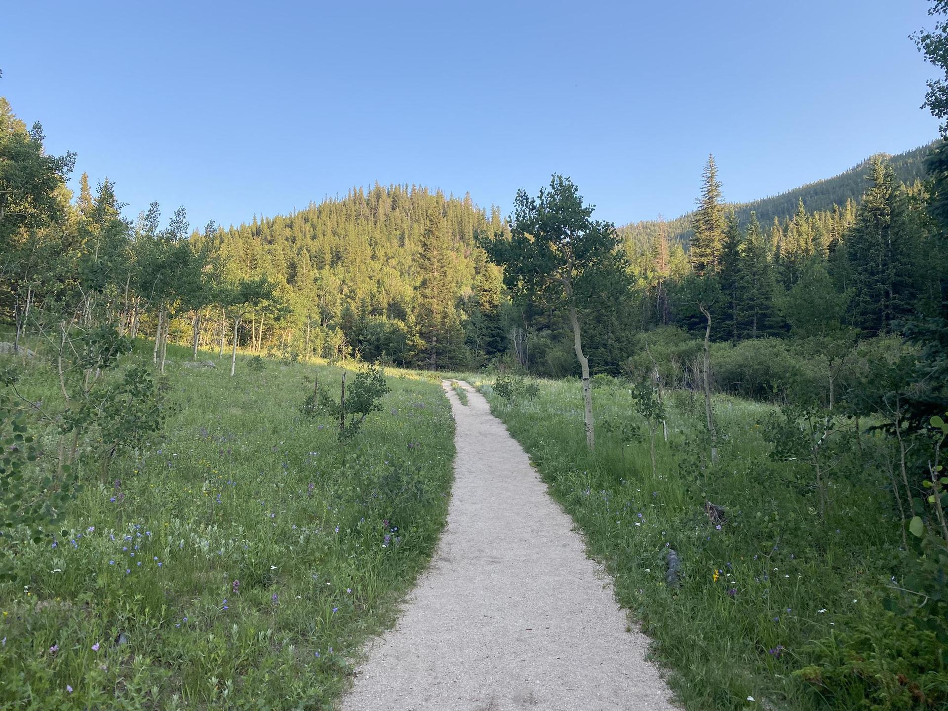 A winding dirt path through a sunlit green meadow leading to forested hills.