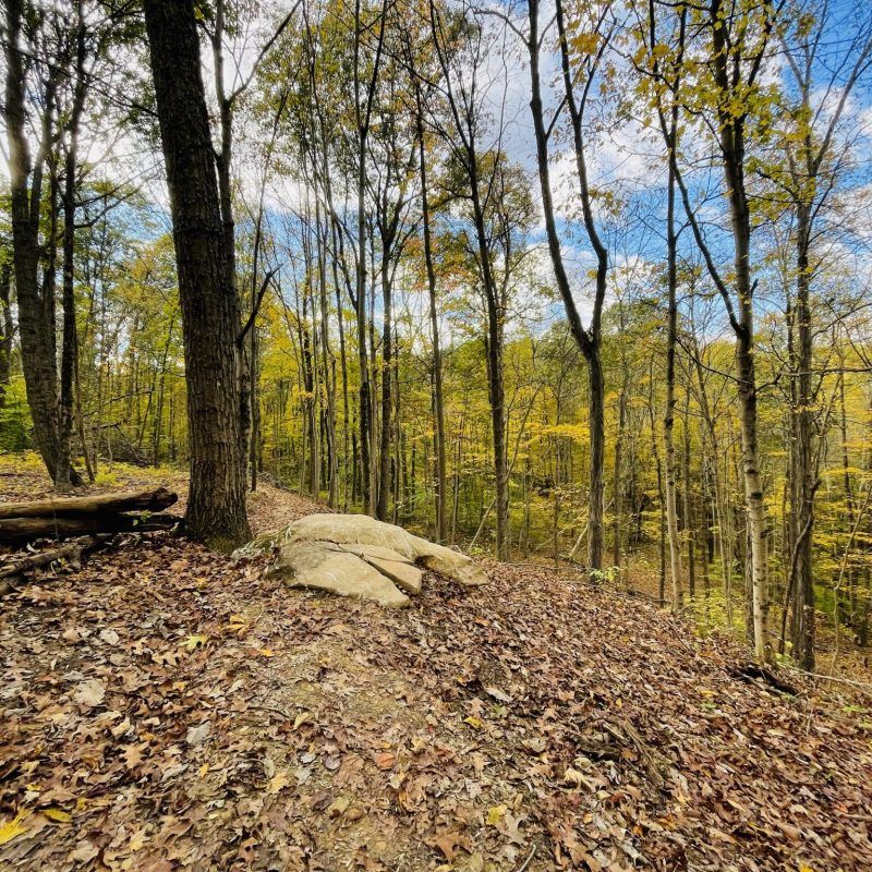 Large rock on a leaf-covered forest floor with yellow autumn trees. - Utah Pond – The Underground Trail loop from Doanville