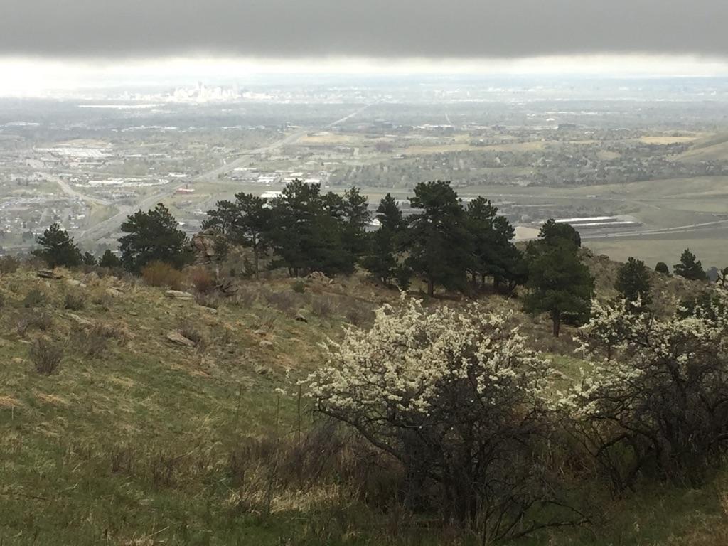 Overcast view of a valley with trees and flowering bushes in the foreground.