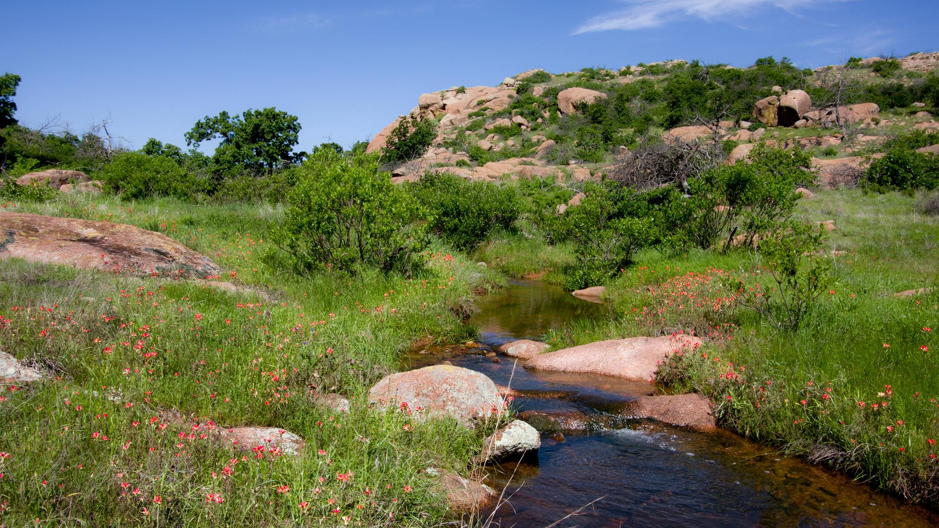 A clear stream flows through a sunny, rocky, green landscape with wildflowers.