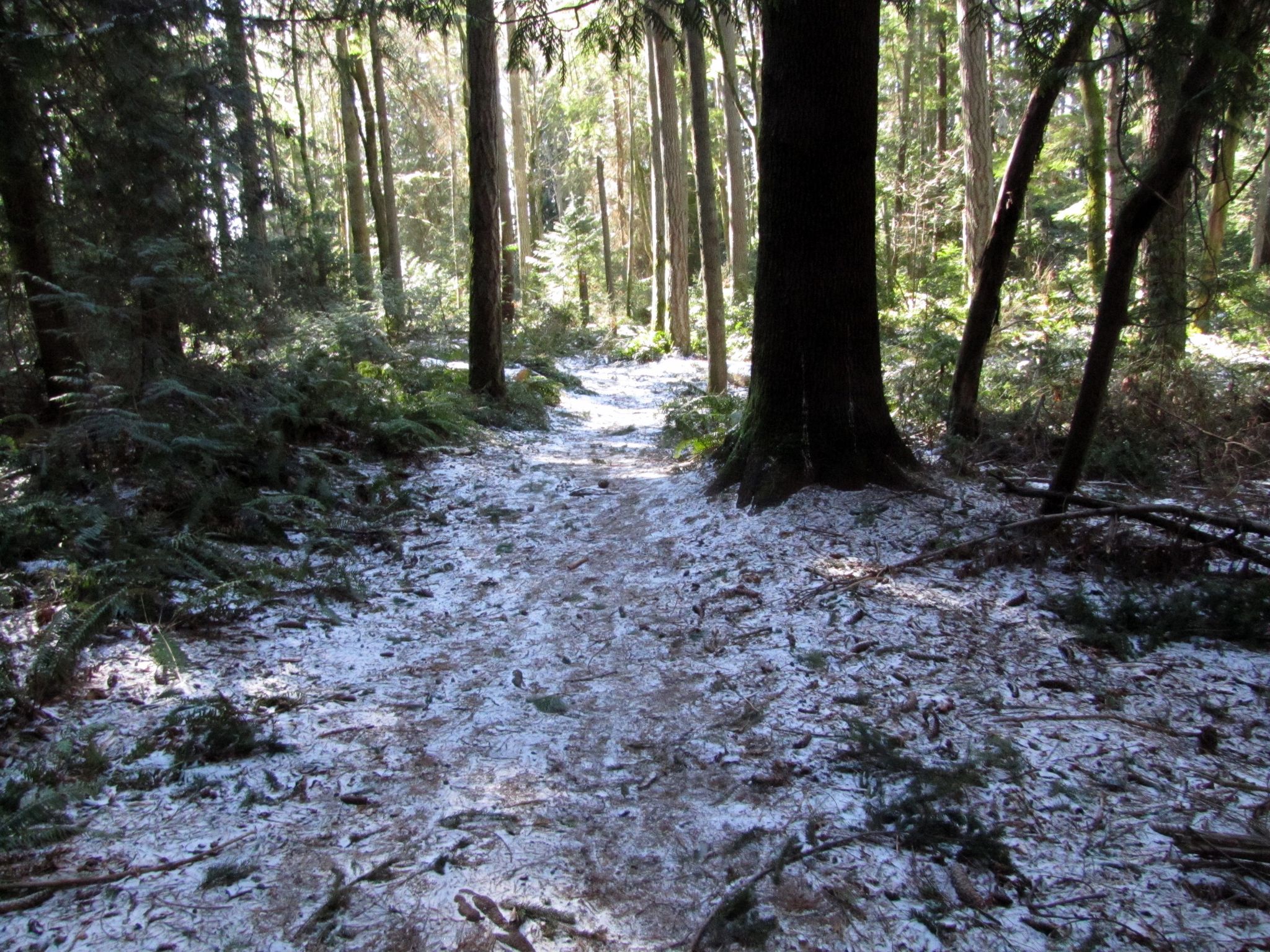 Snowy forest path with tall trees and dappled sunlight. - Illahee Preserve Trails
