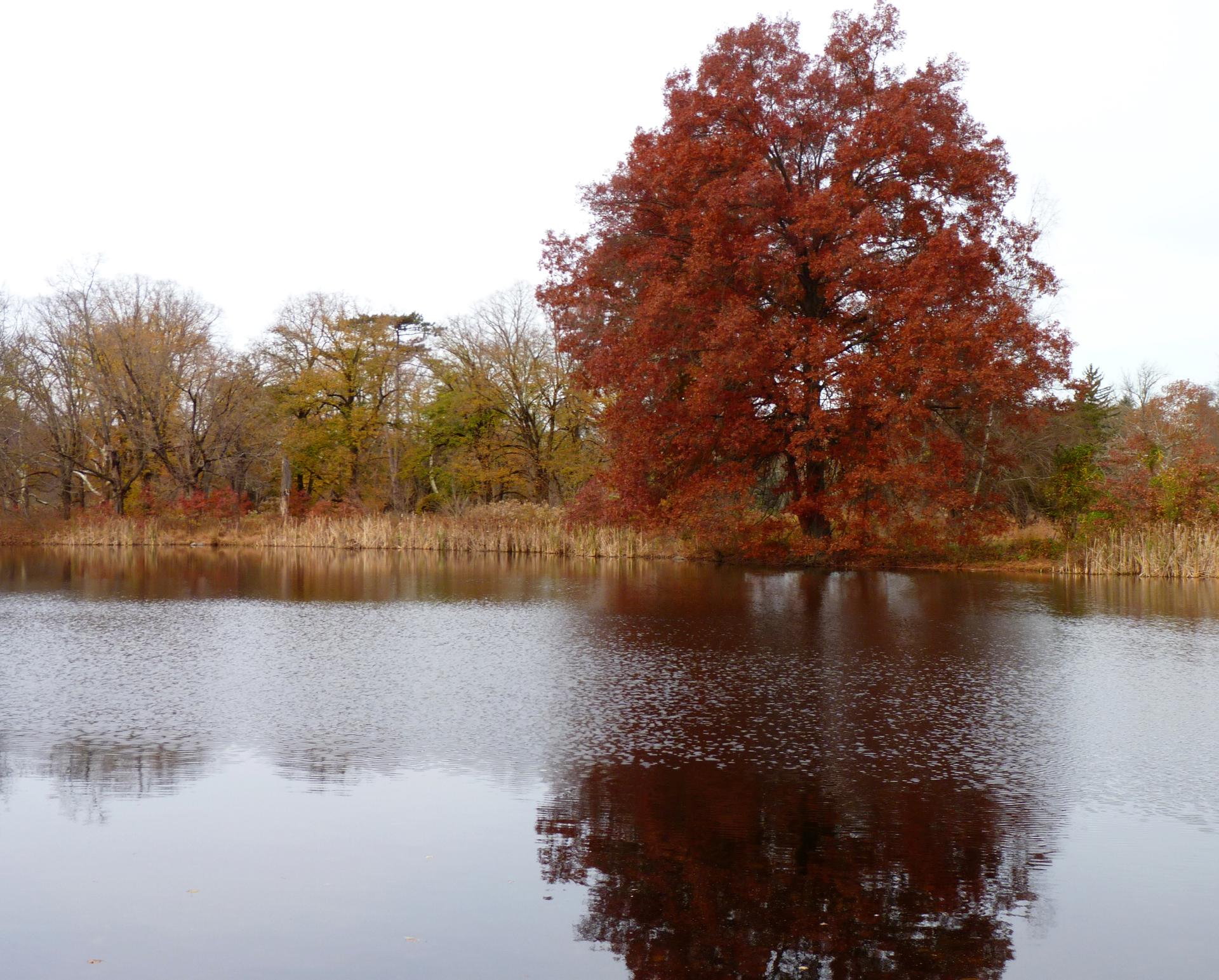 A large red-leafed tree stands by calm water, reflecting its autumn colors.