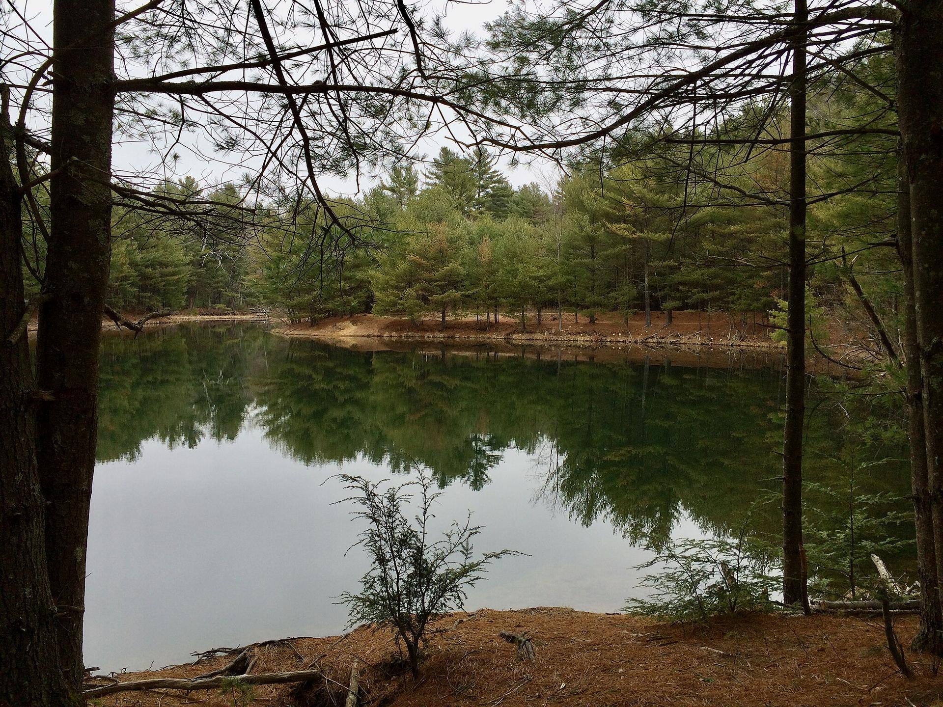 Calm lake reflecting pine trees under an overcast sky, seen through bare branches.