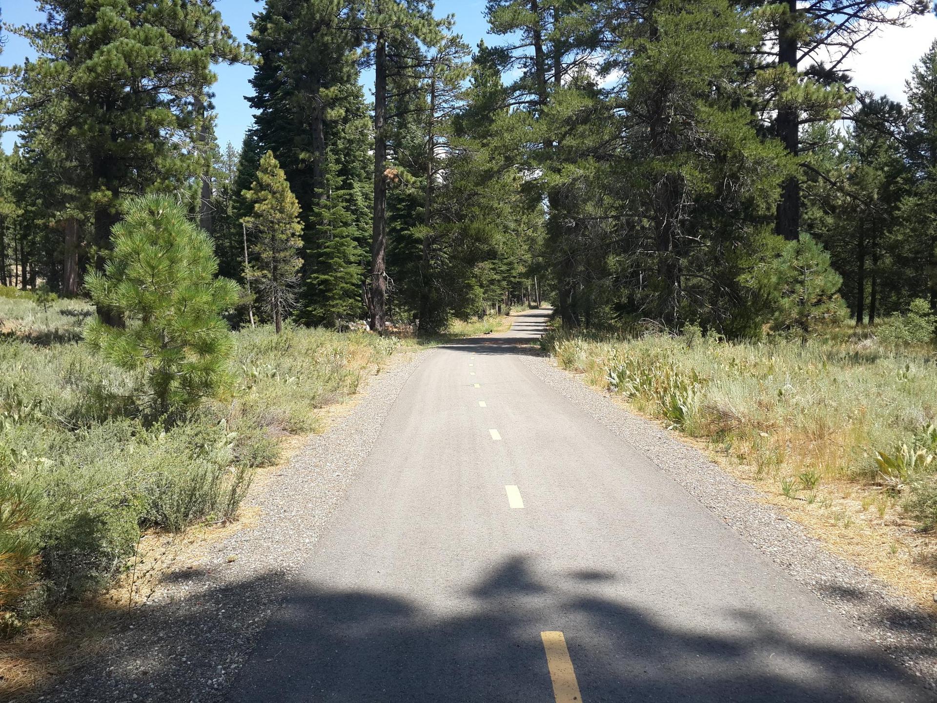 Paved path through a sunny pine forest with green undergrowth and shadows.