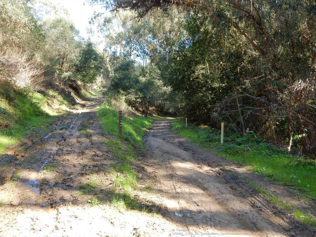 A muddy dirt road forks into two paths through a sunny forest.
