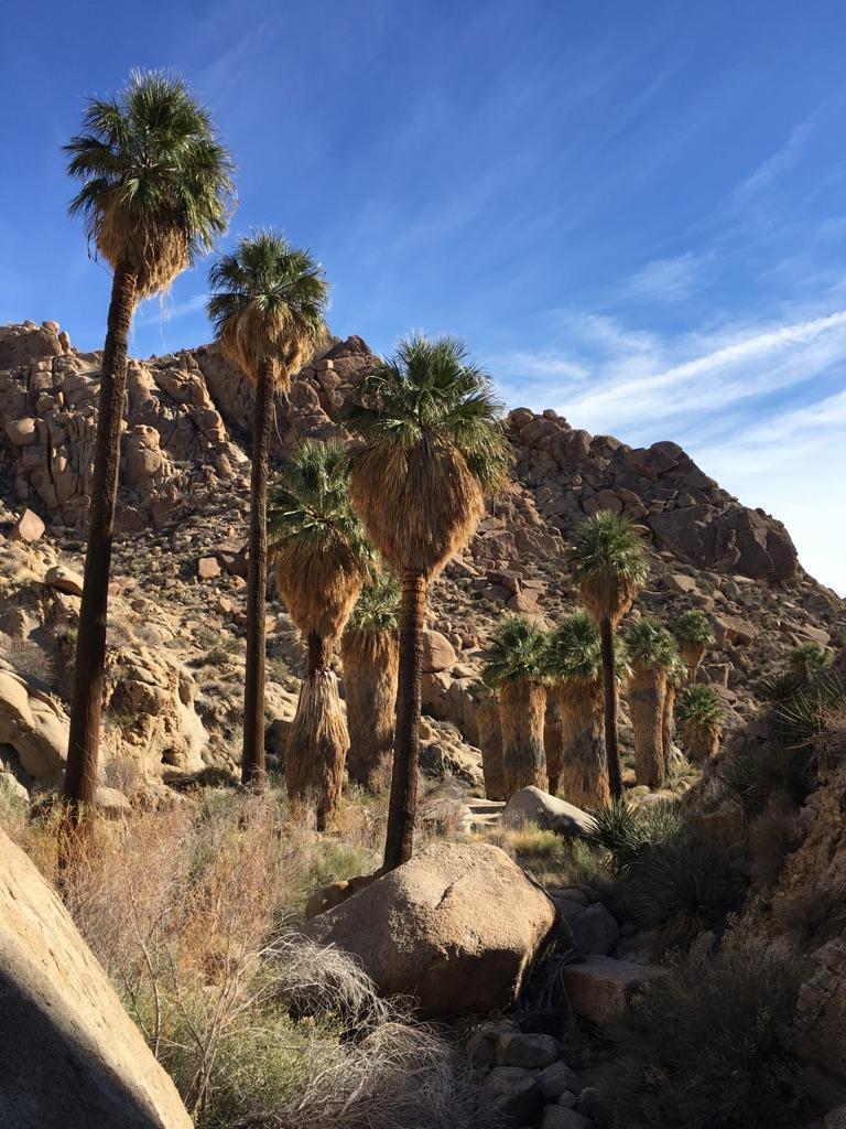 Tall palm trees stand in a rocky desert canyon under a bright blue sky.