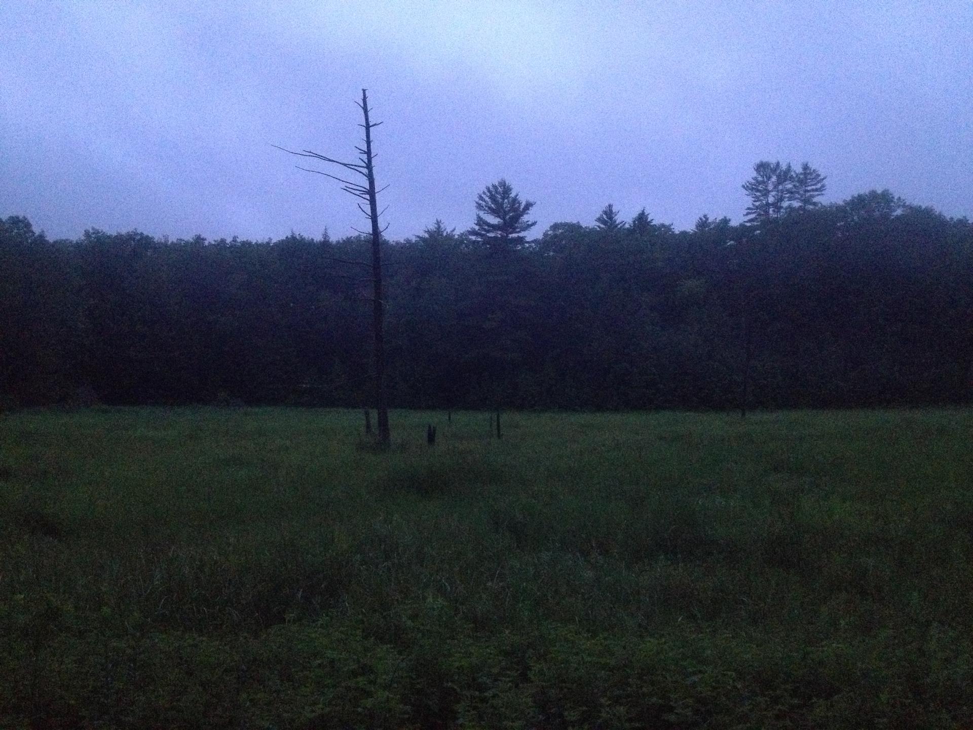 A lone dead tree stands in a dark, grassy field at twilight.