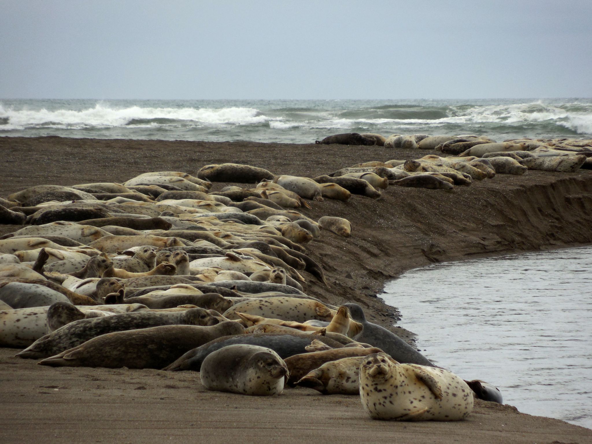 Numerous seals resting on a dark beach by the ocean under an overcast sky. - Beach Walk to Salishan Spit
