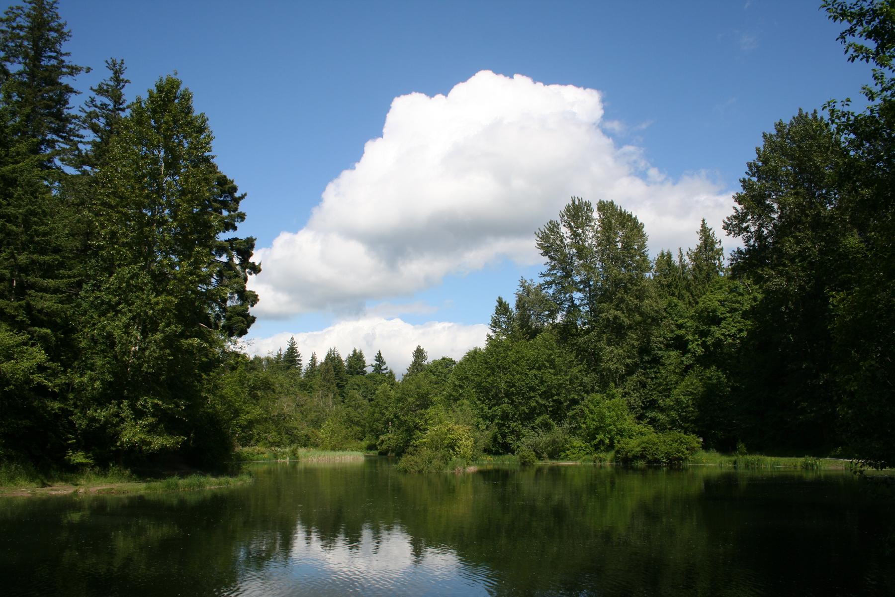 Calm lake reflects a large white cloud and dense green forest.