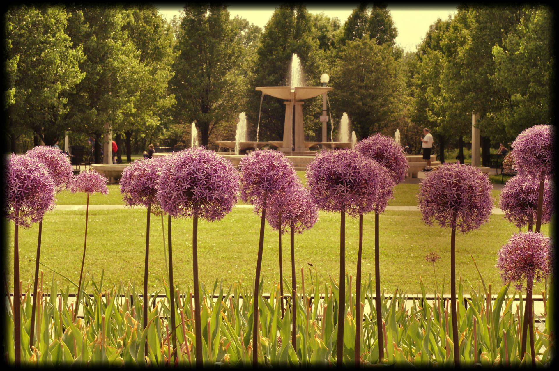 Purple allium flowers in foreground with a fountain and trees in a park.