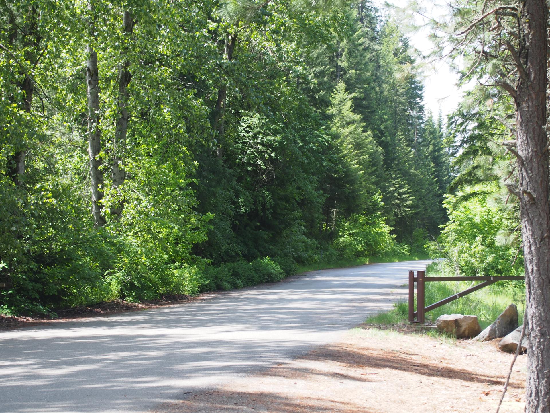 Paved road winding through a dense green forest with dappled sunlight.
