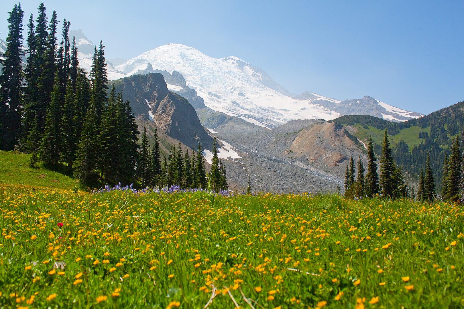 Vibrant yellow wildflowers in a meadow with evergreen trees and a snow-capped mountain.