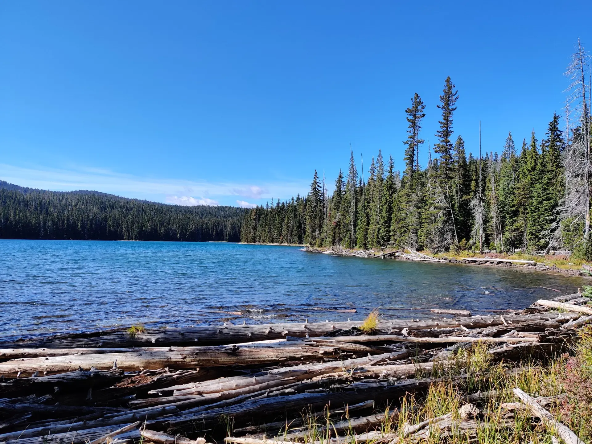 Bright sunny day over a clear blue lake with a forested shore and fallen logs.