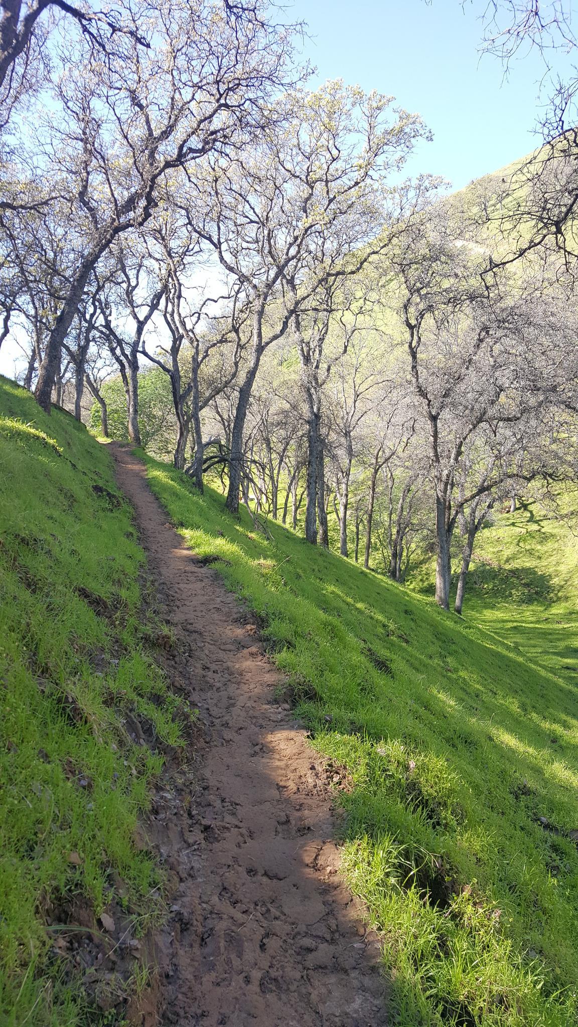 A muddy path ascends a steep, sunny, grassy hill with bare trees.