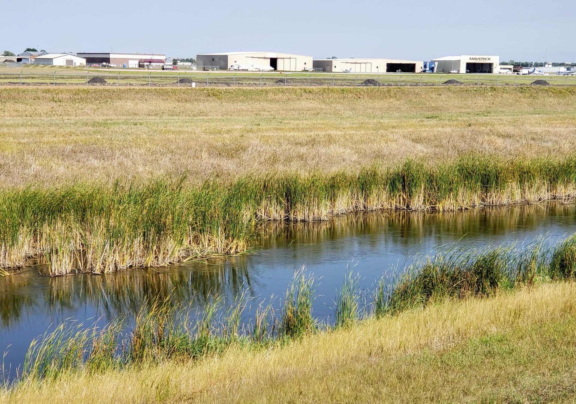 Narrow canal with tall reeds in a dry grassy field under bright sun.
