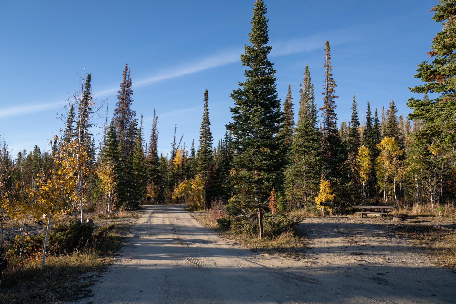 Dirt road through a sunny forest with tall pines and yellow trees.