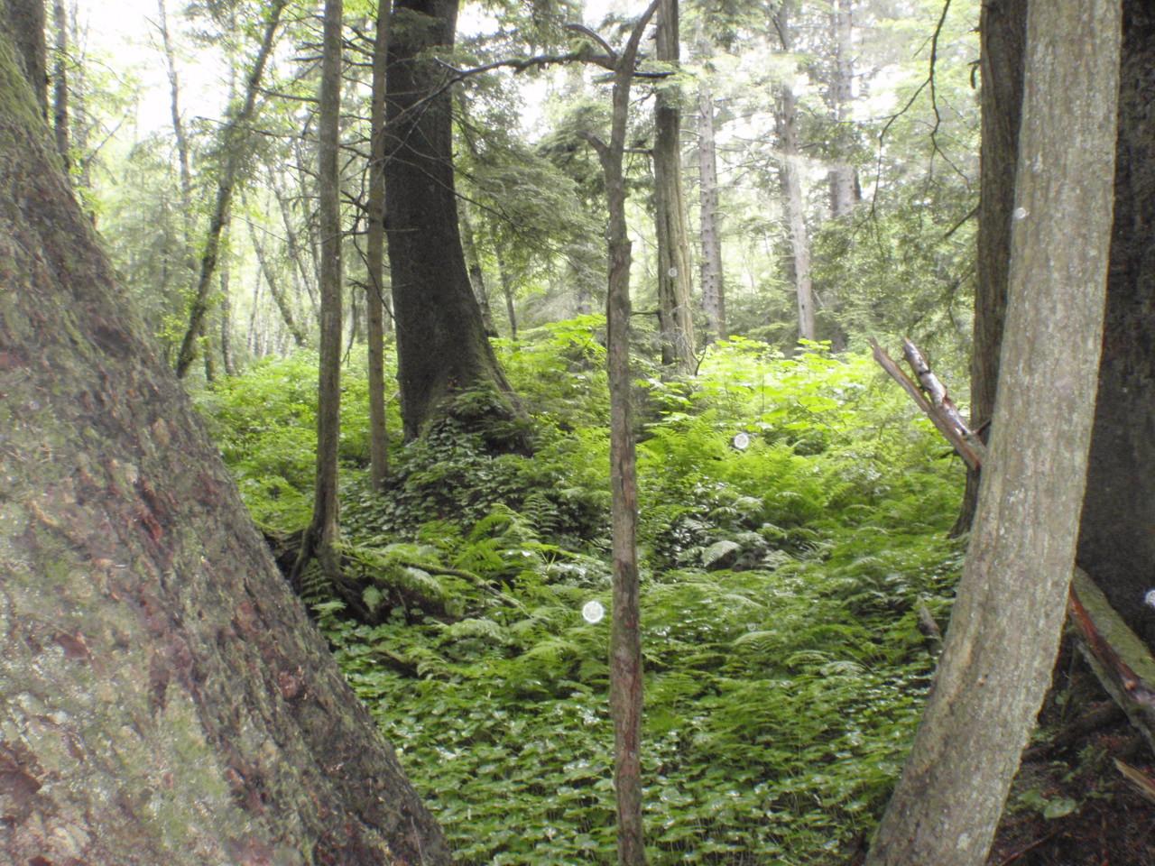 Dense, lush green undergrowth covers the forest floor between large tree trunks.