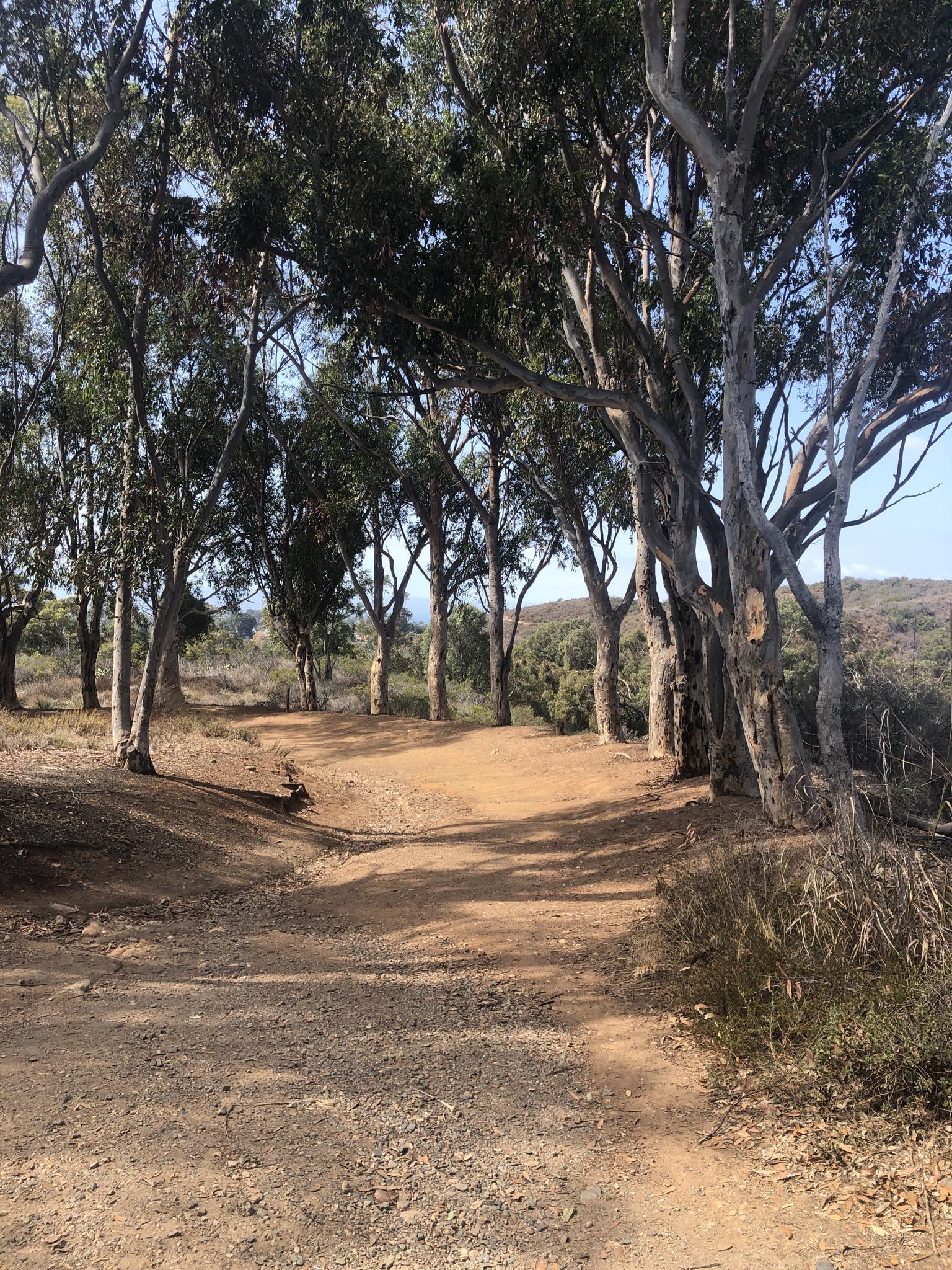 A winding dirt path through a grove of tall, light-barked trees.