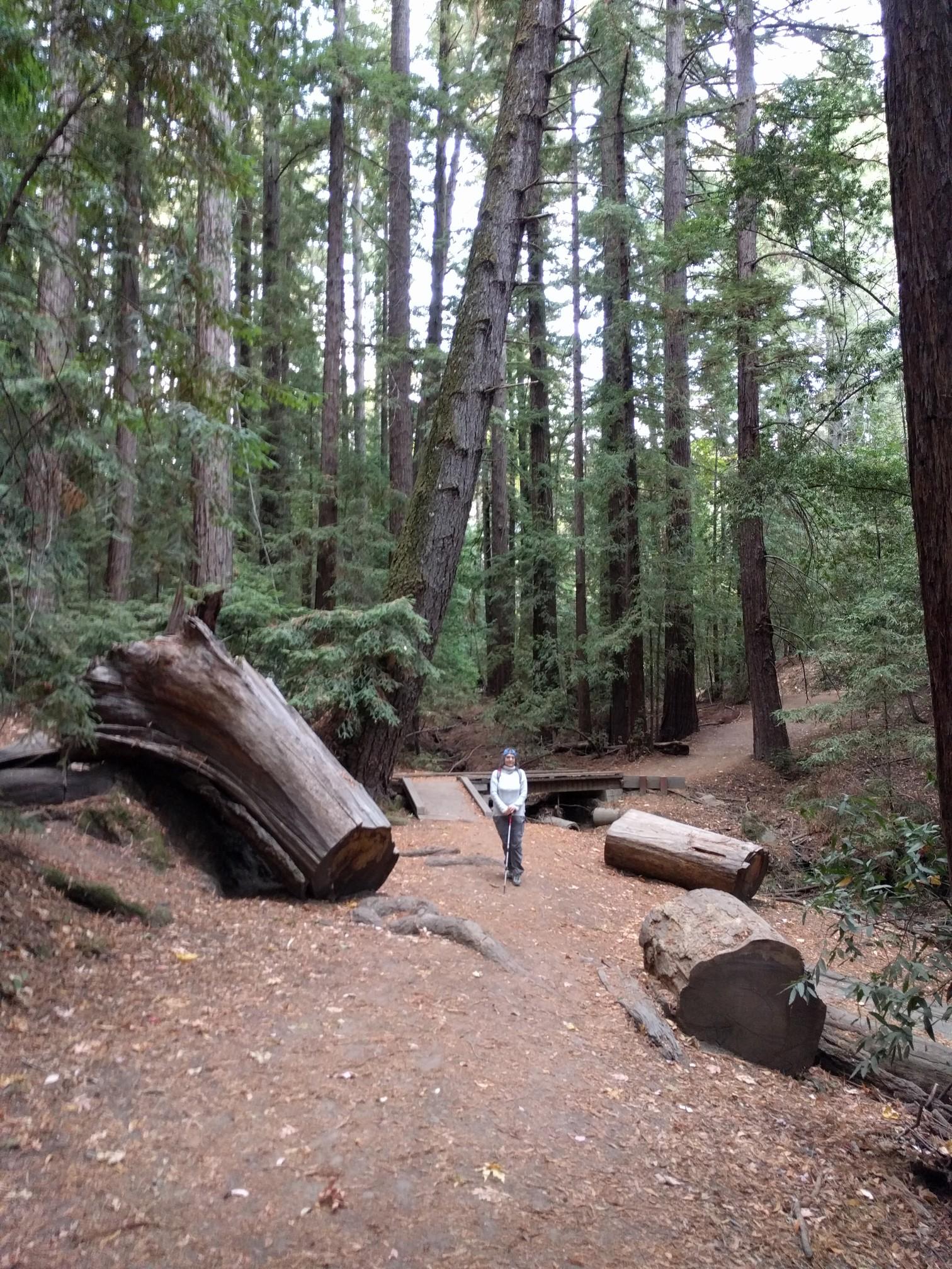 Person standing on a dirt path surrounded by tall trees and fallen logs.