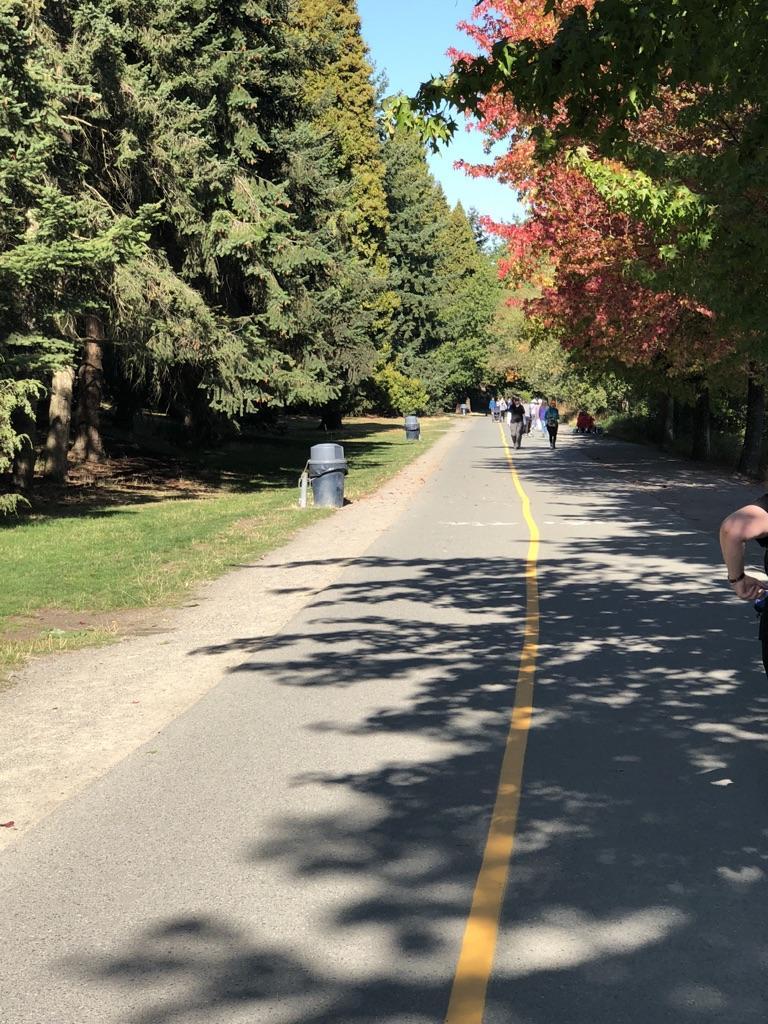Paved path lined with tall trees, people walking in the sunny distance.