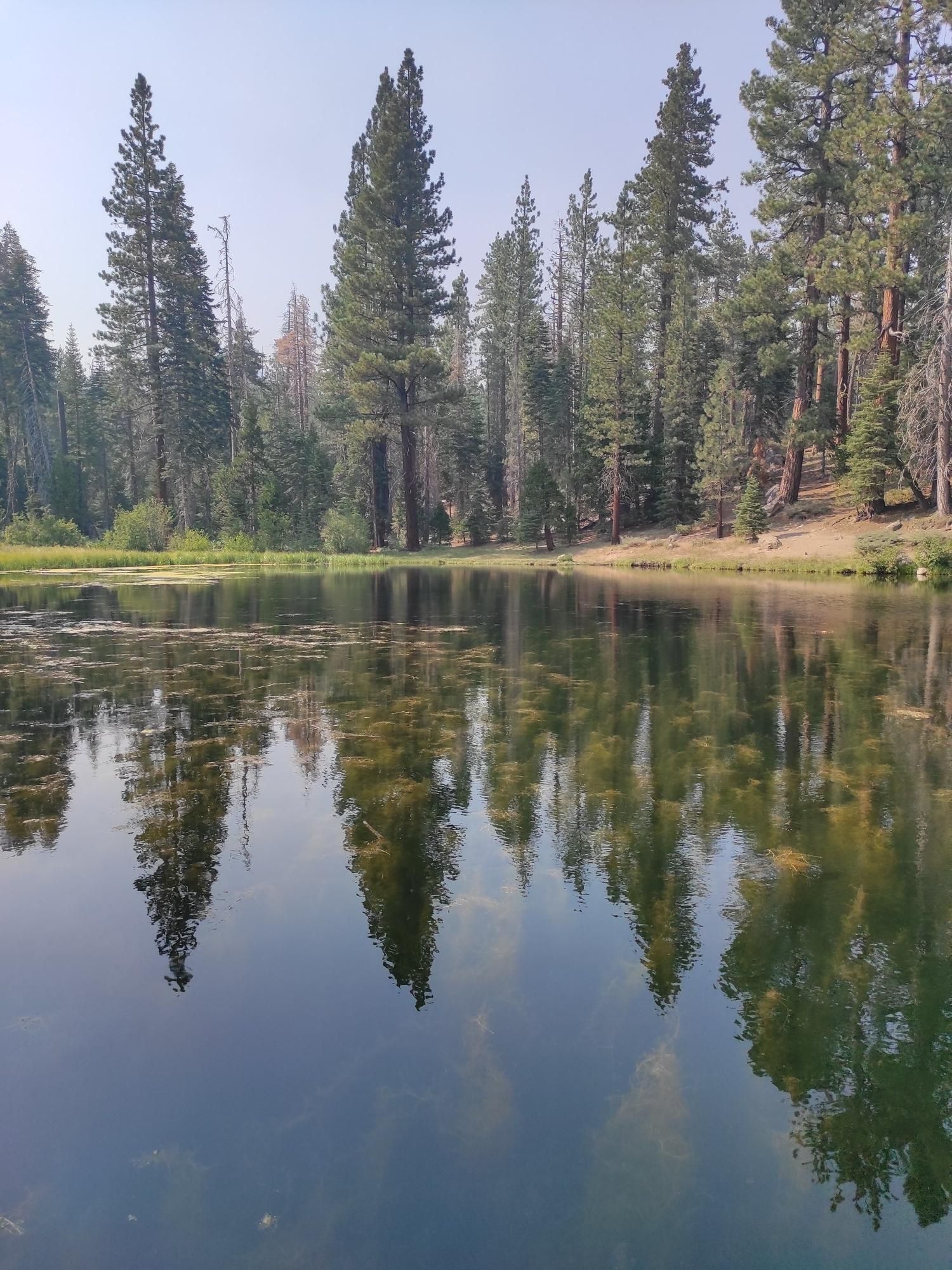 Calm lake reflecting tall pine trees and green foliage under bright sky. - Dollar Reservoir Loop
