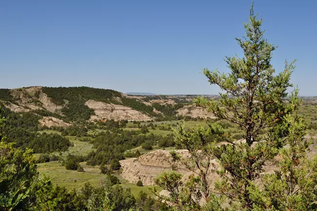 A tall juniper frames a vast, green valley and distant hills under a clear sky.