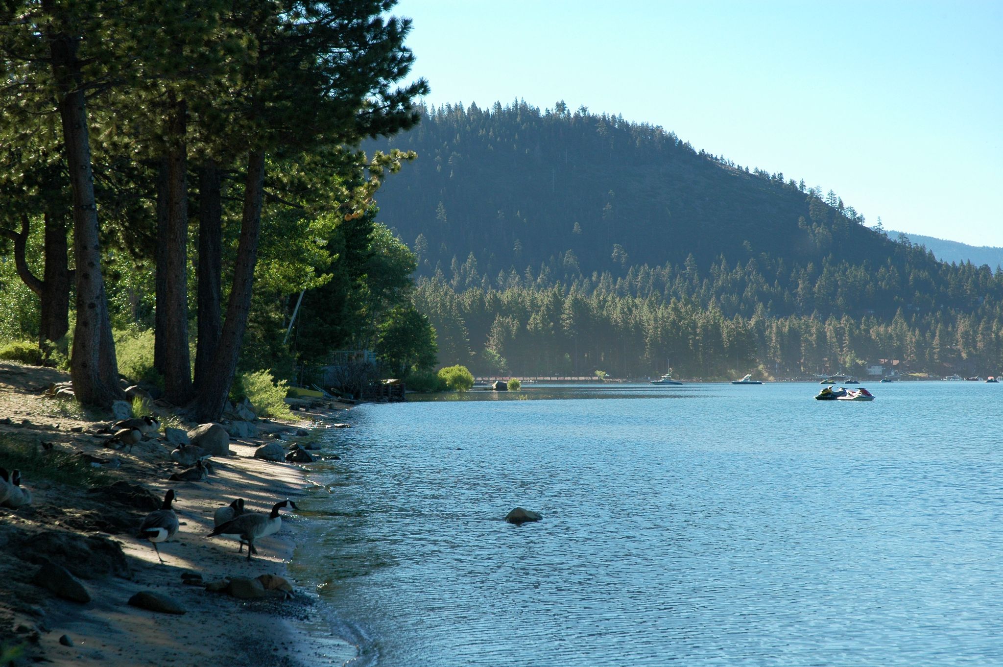 Geese on a rocky shore next to a calm blue lake with pine trees. - Fire Road 16N54 via North Lake Boulevard loop
