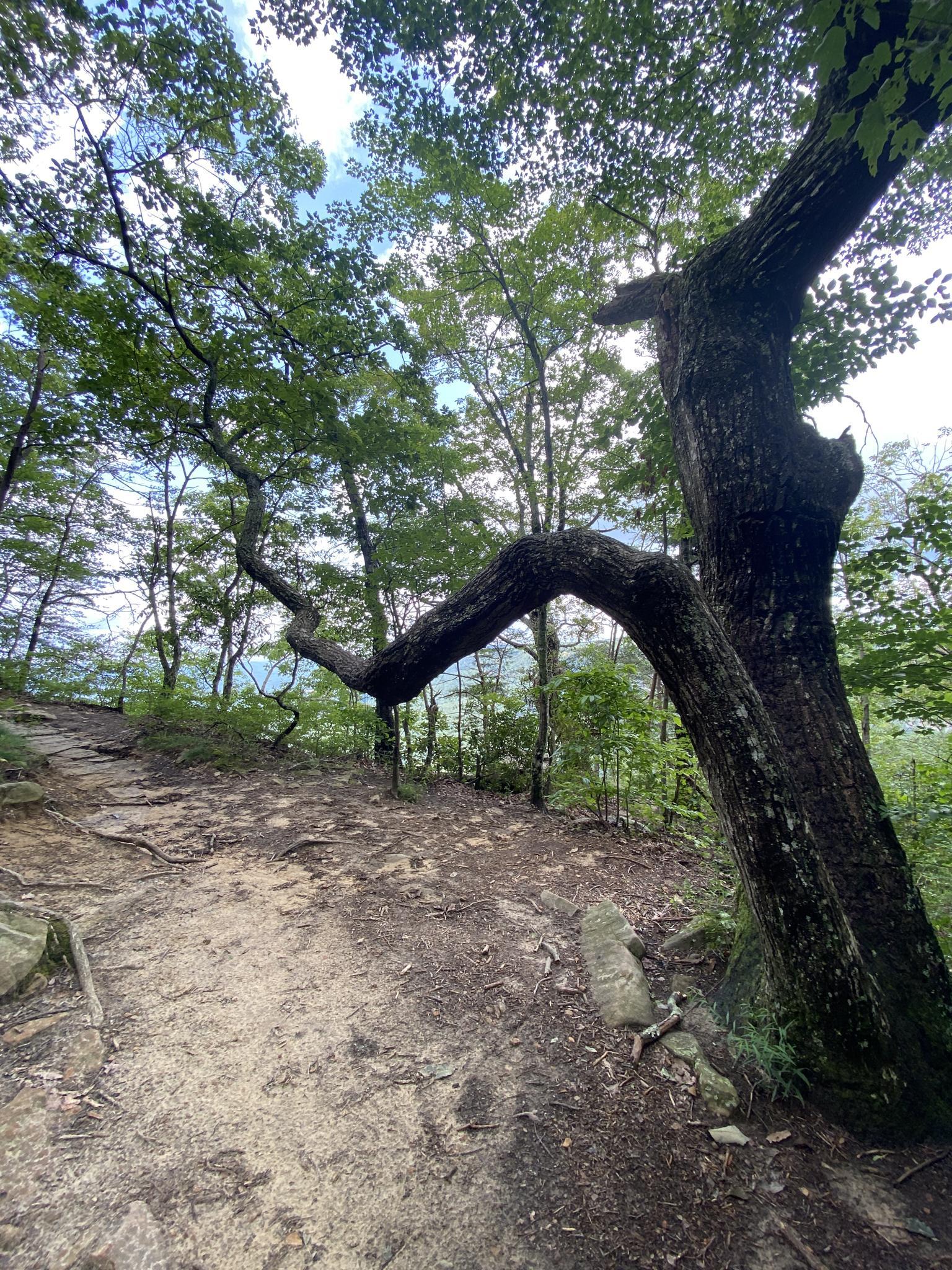 Dirt path winding through a forest with a large, gnarled tree trunk.