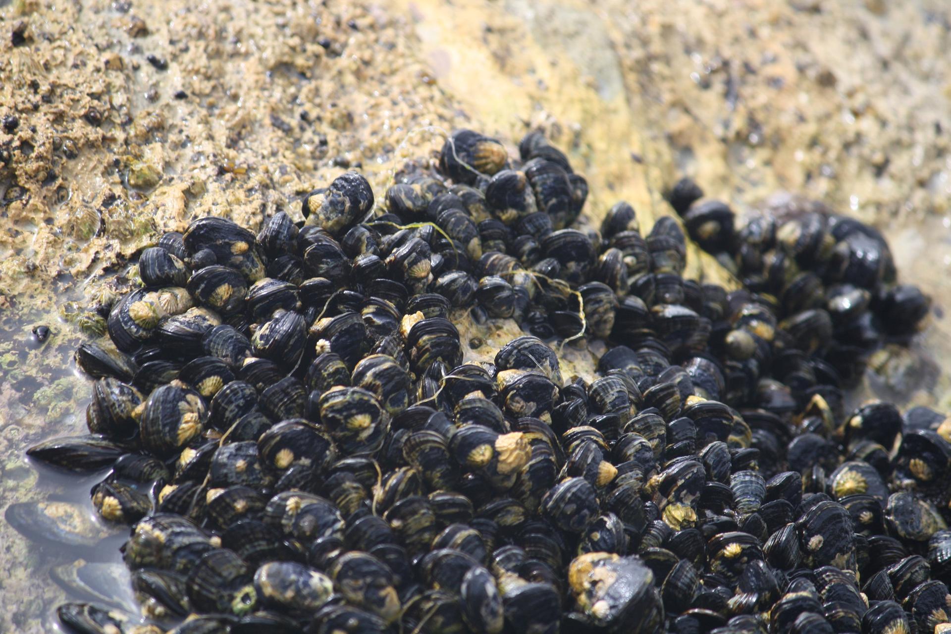 Close-up of numerous black mussels clustered tightly on a wet rock.
