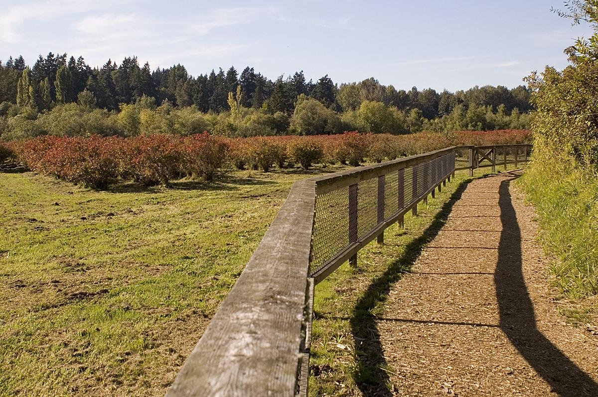 Sunny dirt path alongside a fenced field with red bushes and forest.