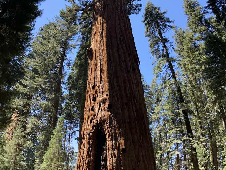 General Sherman Tree Trail loop — Sequoia National Park | run | Komoot