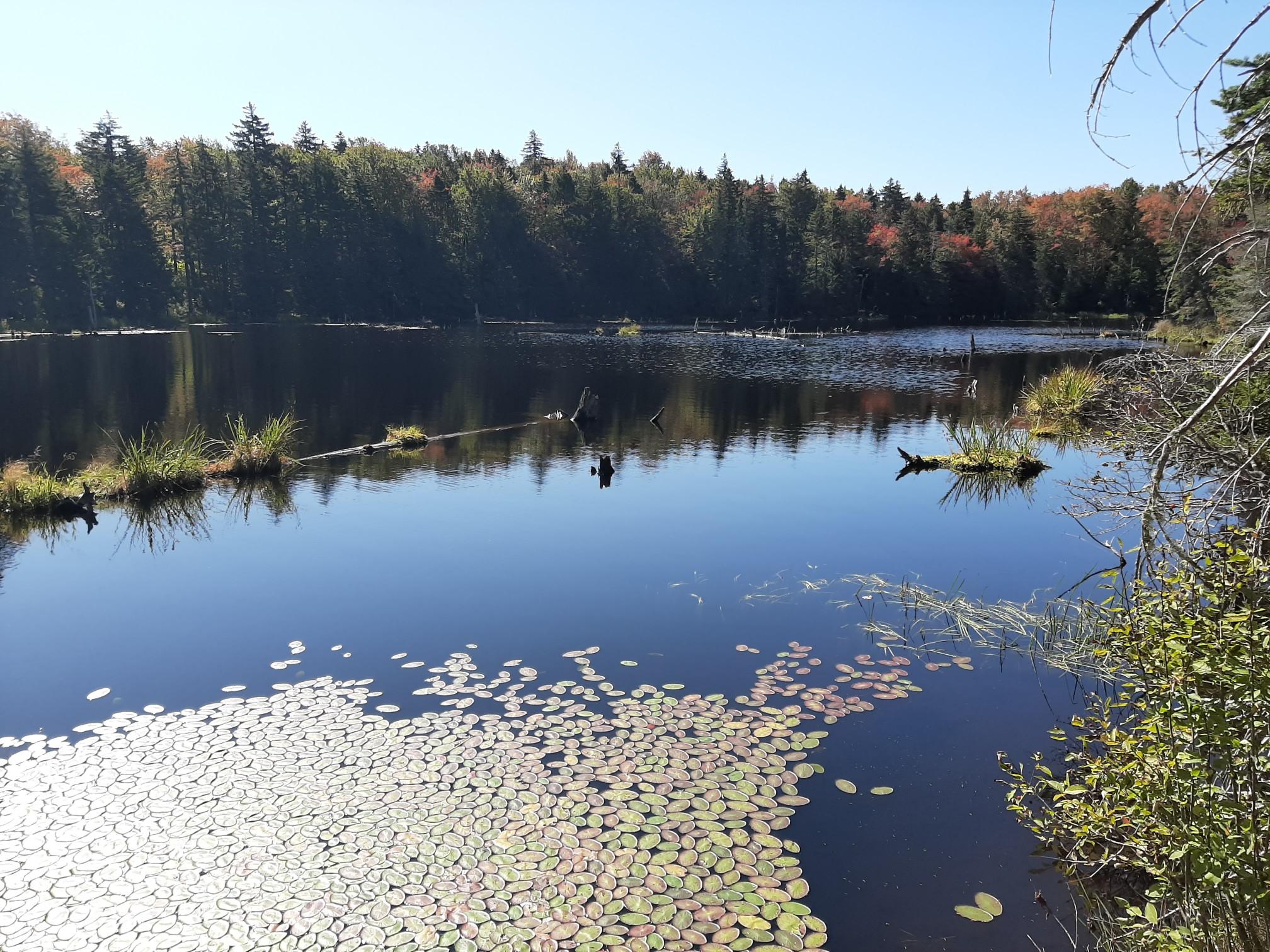 Sunny lake with many lily pads and a dense forest shoreline.