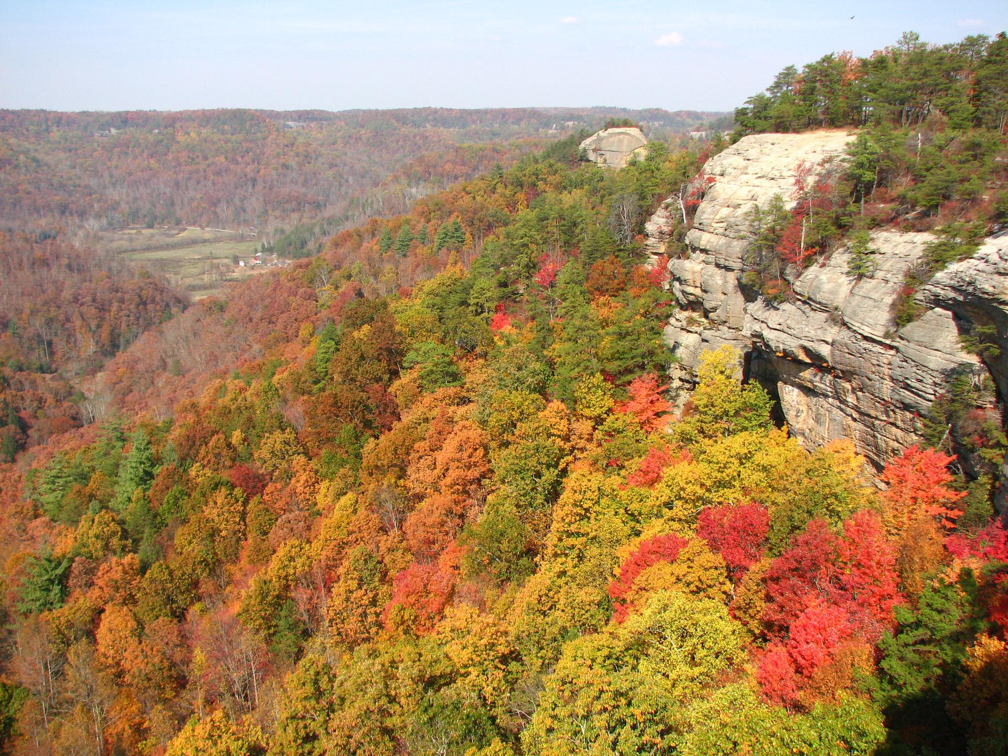Vibrant autumn trees cover a hillside next to a tall rock cliff.