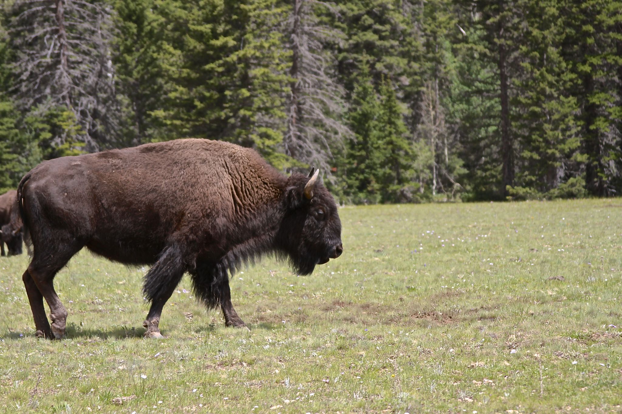 A large bison walks through a sunny grassy field near a forest. - Arizona Trail