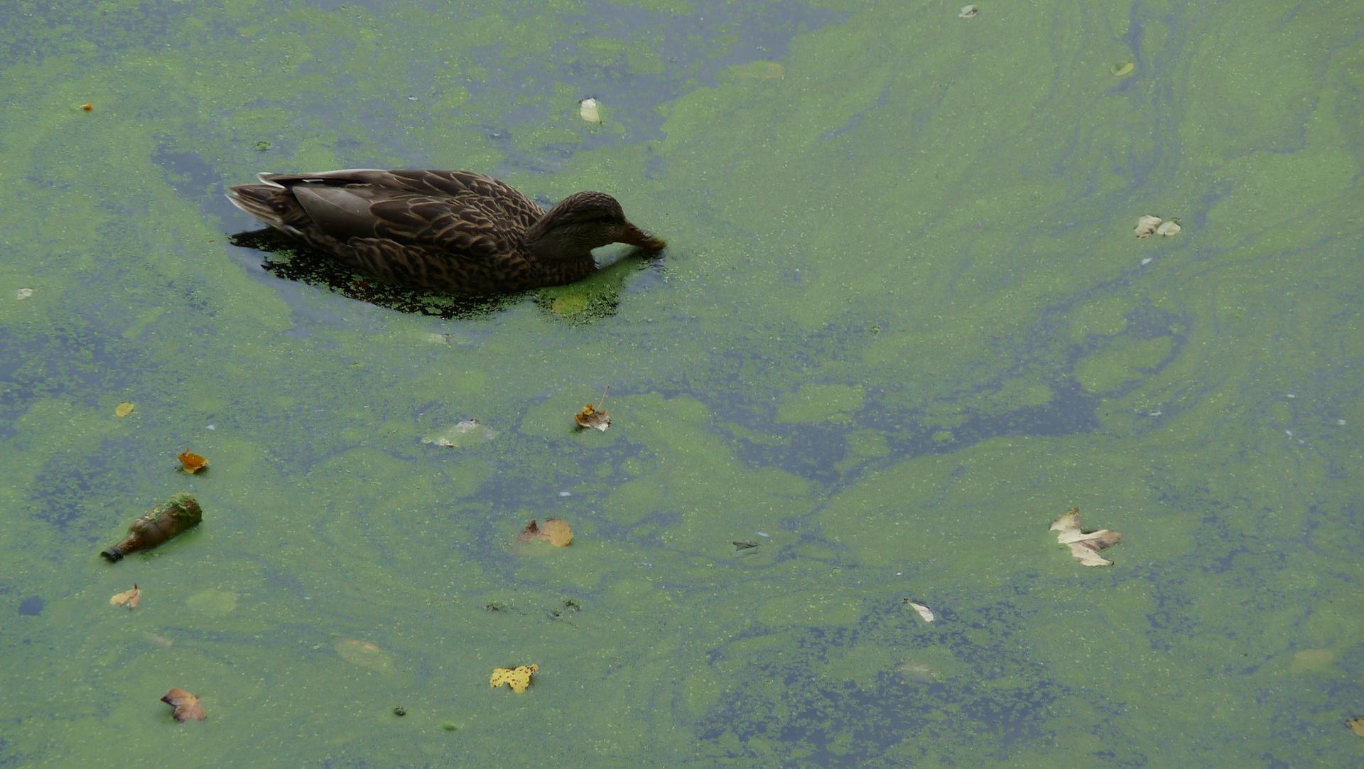 A duck swims in green, algae-covered water with fallen leaves.