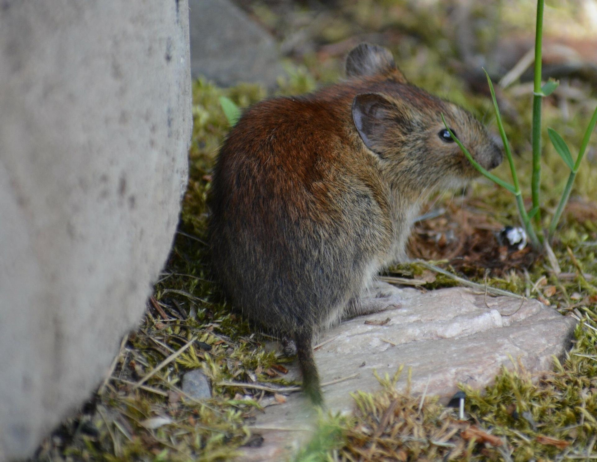 Small brown rodent on mossy ground next to a rock and green grass.