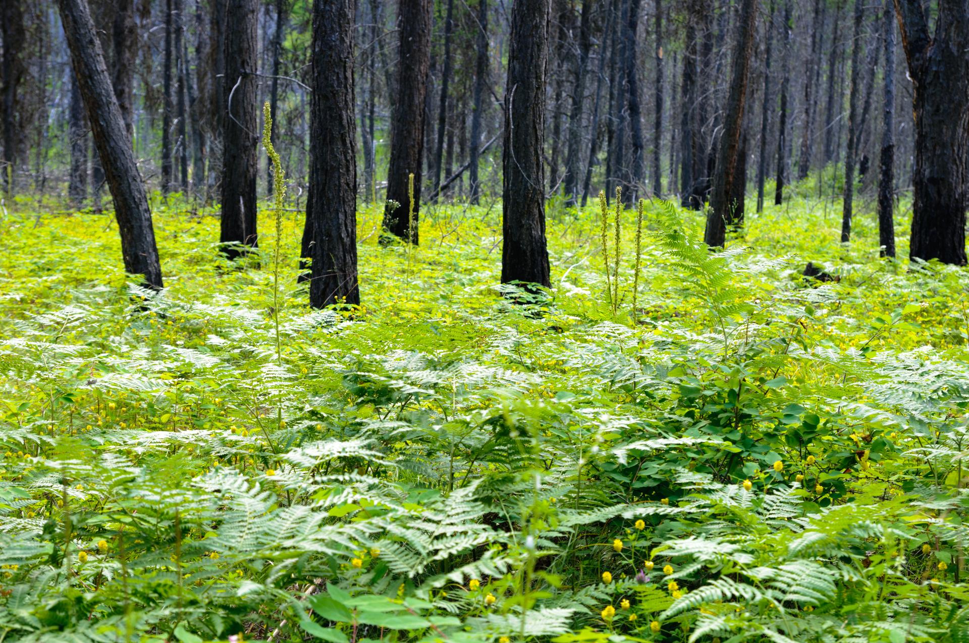 A forest floor covered in vibrant green ferns and small yellow wildflowers.